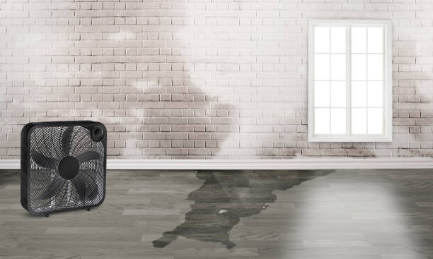 Best Local water damage restoration  in Massanetta Springs, VA