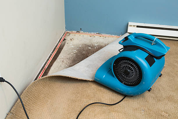 Best Water damage cleanup near me  in Massanetta Springs, VA